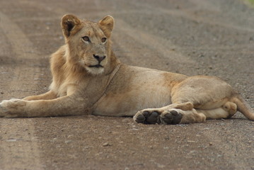 Lion in Kruger Park, South Africa