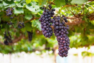 Beauty seedless grapes.Grape berry grow organic plant background in morning in Thailand,