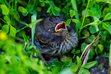 Blackbird chick fallen out of the nest