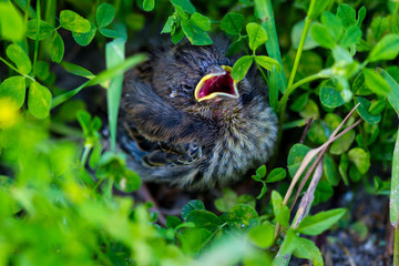 Blackbird chick fallen out of the nest
