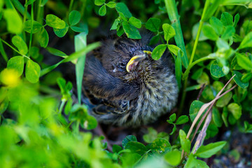 Blackbird chick fallen out of the nest