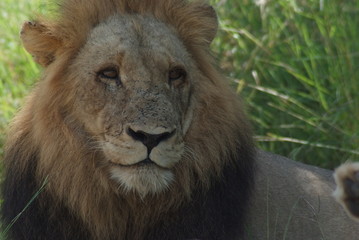 portrait of a lion, South Africa, Kruger National Park