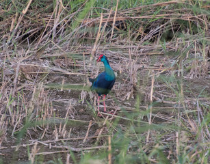 Fototapeta premium Purple gallinule African swamphen stood in reeds of river marshland