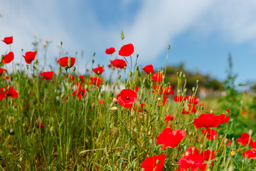 Fototapeta na wymiar Beautiful field red poppies with selective focus