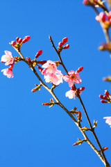 Beautiful pink cherry blossoms or Wild Himalayan cherry (Prunus cerasoides) flowers in blue sky.
