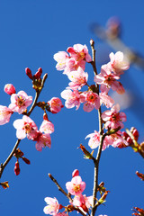 Beautiful pink cherry blossoms or Wild Himalayan cherry (Prunus cerasoides) flowers in blue sky.