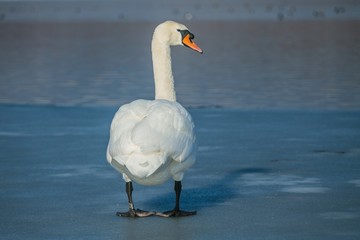 Obraz premium White mute swan with orange beak and bird ring on left leg standing on frozen lake, reflection of blue sky on ice, sunny winter day, blurry background 