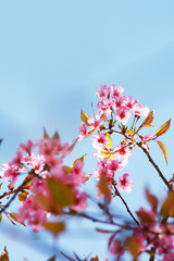 Obraz premium Beautiful pink cherry blossoms or Wild Himalayan cherry (Prunus cerasoides) flowers in blue sky.