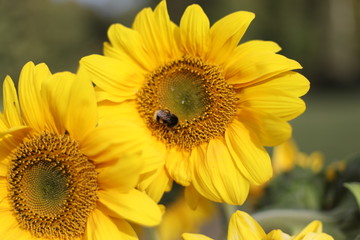 Obraz premium Sonnenblumen im Sommer mit einer Hummel