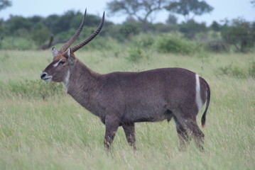 Waterbuck, Kruger Park, South Africa