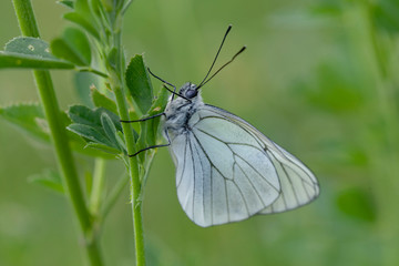 butterfly nature flower macro drop
