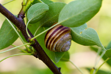 Large snail on the tree