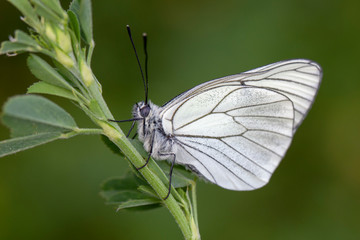 butterfly nature flower macro drop