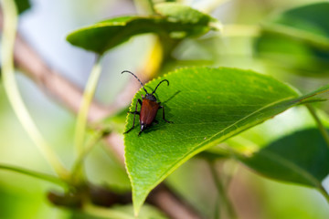 beetle on leaf
