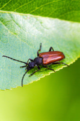 Beetle barbel
