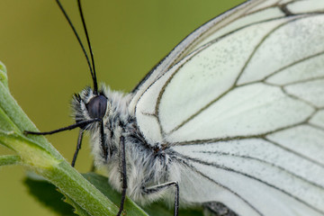 butterfly nature flower macro drop