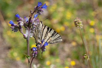 butterfly nature flower macro drop