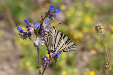 butterfly nature flower macro drop