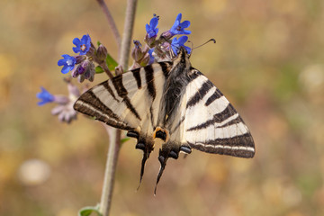butterfly nature flower macro drop
