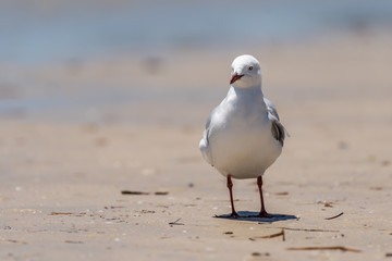 Silver Gull [Chroicocephalus novaehollandiae], adult, spotted in Australia