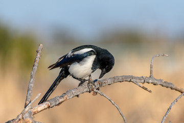 Eurasian Magpie [Pica pica] demonstrating polite bowing in Asian style, 90 degree bowing
