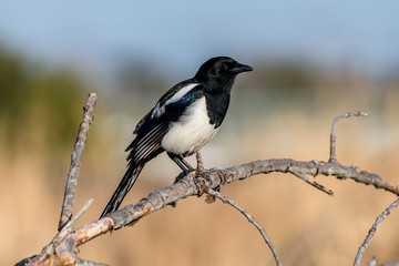 Eurasian Magpie [Pica pica]