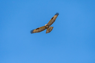 Eastern Buzzard [Buteo japonicus] in flight, spotted in a forest region of Pohang, SE port city of South Korea