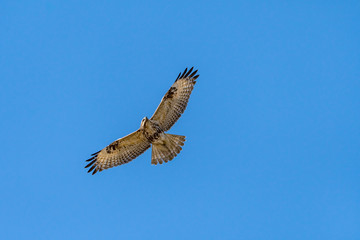 Eastern Buzzard [Buteo japonicus] in flight, spotted in a forest region of Pohang, SE port city of South Korea