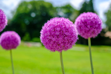 Fleurs d'ail géant (Allium giganteum) ensoleillée, gros plan au parc en été.	