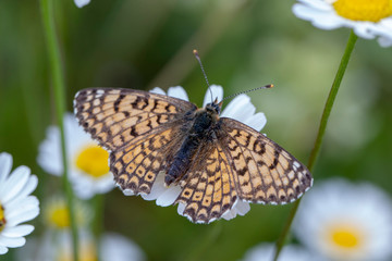 butterfly nature flower macro drop