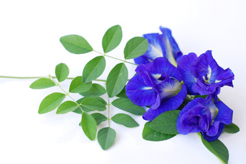 blue flower isolated on white background