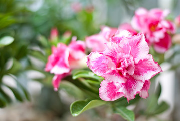Fototapeta premium Beautiful pink flowers in the garden