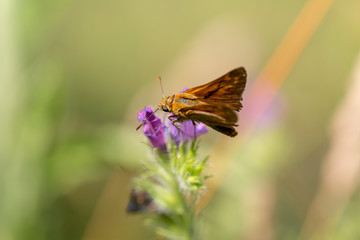 butterfly nature flower macro drop