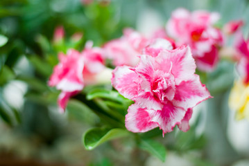 Obraz premium Beautiful pink flowers in the garden