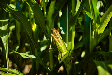 Getreide Mais Himmel 