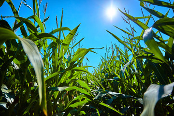 Getreide Mais Himmel 