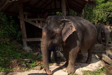 Obraz premium Indischer Elefant