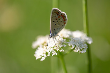 butterfly nature flower macro drop