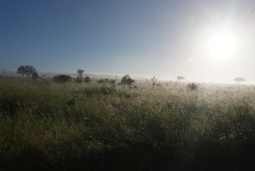 South Africa landscape
