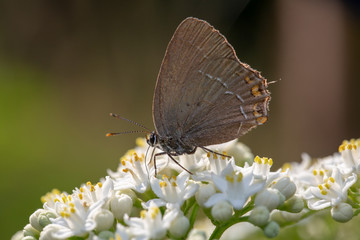 butterfly nature flower macro drop