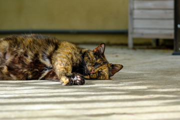 Chatte à la robe écaille de tortue, enceinte, couchée dans la rue.	 Gros plan.