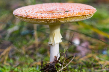 Amanita muscaria close-up