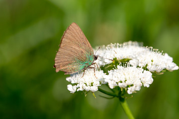 butterfly nature flower macro drop