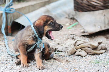 Young homeless puppy brown dog happy on gravel floor near the street in Thailand