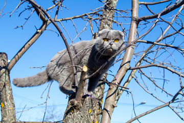 Folding British cat sitting on a tree