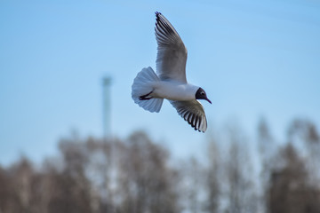 Seagulls season