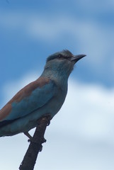 European roller, Kruger park, South Africa
