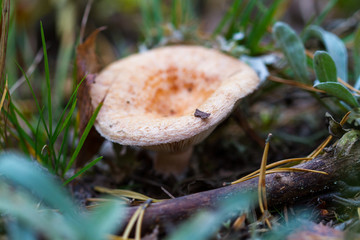 Mushroom close up