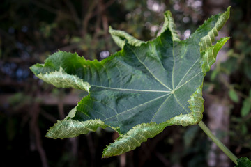 Green Leaves background