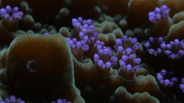Montipora Coral Polyp Opening Macro Timelapse HD
